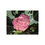 Thumbnail: Cauliflower Purple Sicily