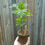 Thumbnail: Marigold African Crackerjack