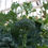 Thumbnail: Broccoli Di Ciccio