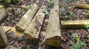 Exploitation d'une forêt communautaire.
