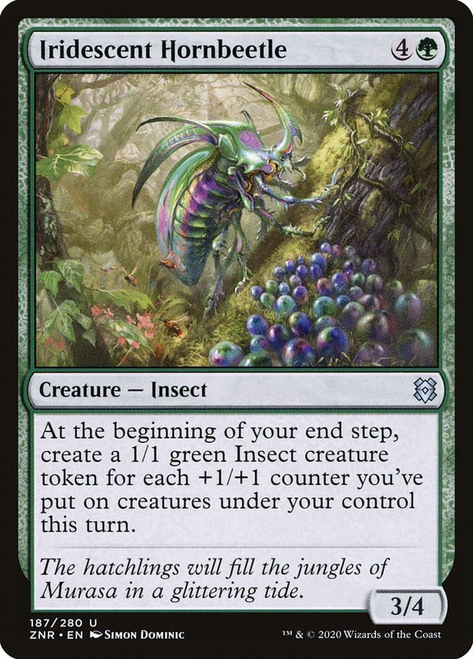 Iridescent Hornbeetle (ZNR) (187)