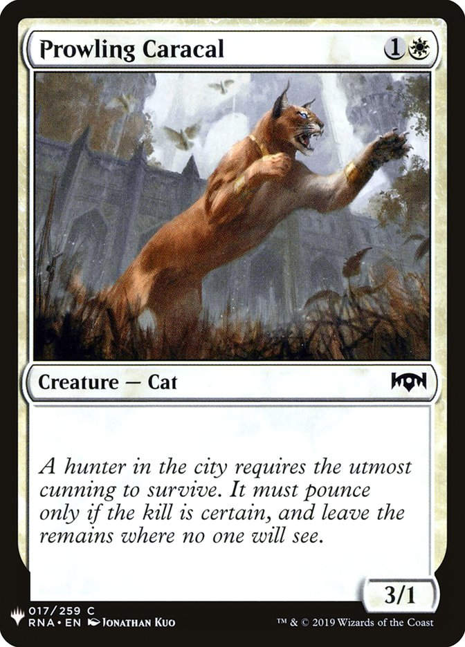 Prowling Caracal (MYS)
