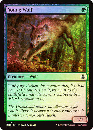 Young Wolf (INR) (227) / Foil