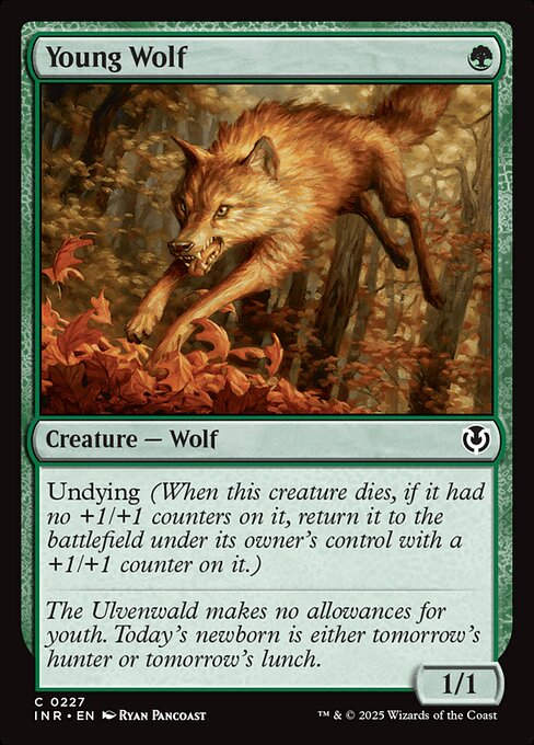 Young Wolf (INR) (227)