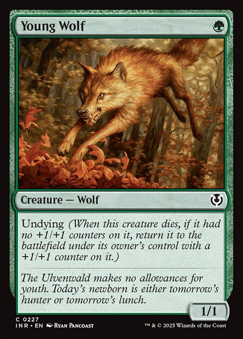 Young Wolf (INR) (227)
