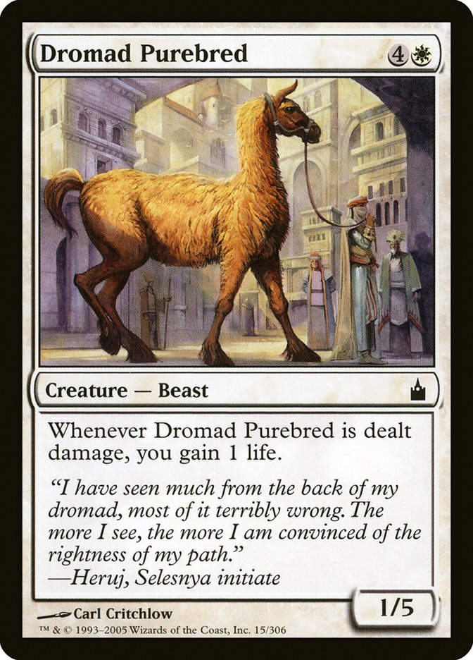 Dromad Purebred (rav)