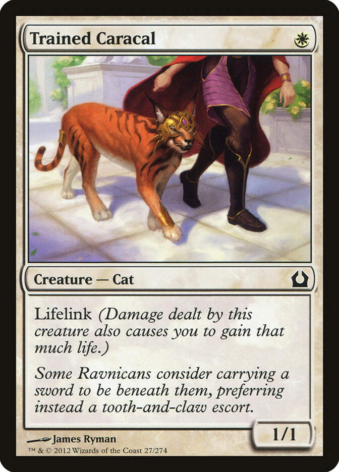 Trained Caracal (RTR) (27)