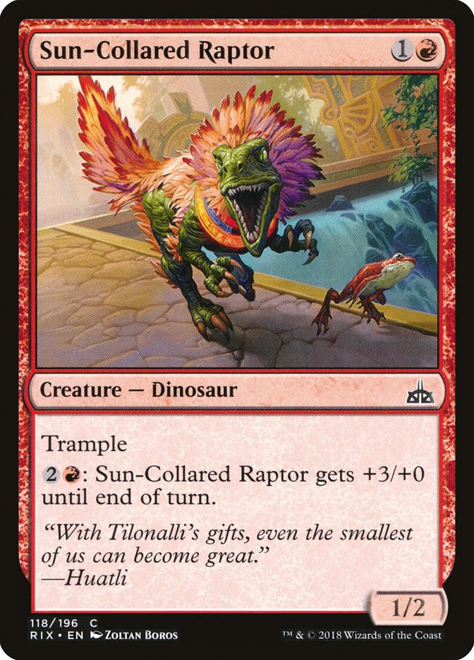 Sun-Collared Raptor (RIX) (118)