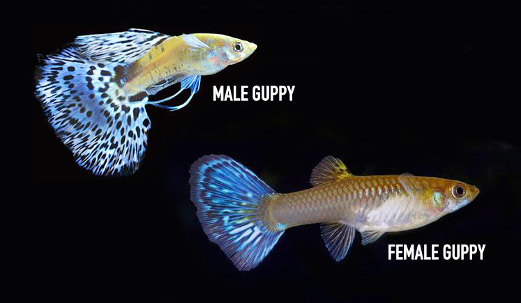 Assorted Female Guppy