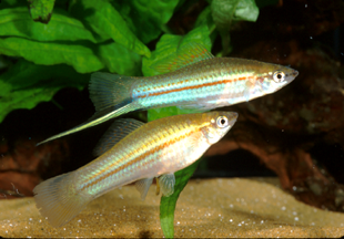 Green Swordtail
