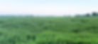 mint-field-edit.jpg