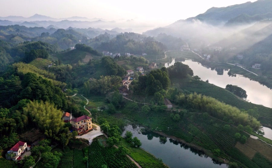 Anhui tea garden.jpeg
