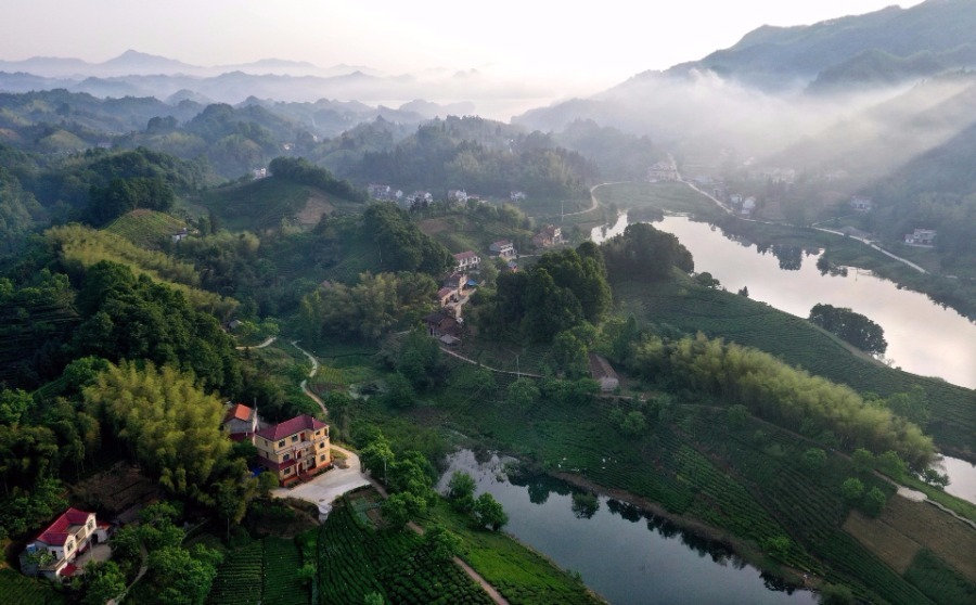 Anhui tea garden.jpeg