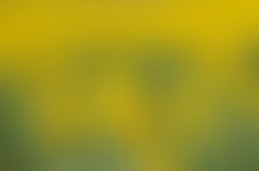 Andalucía Sunflower ヒマワリ畑
