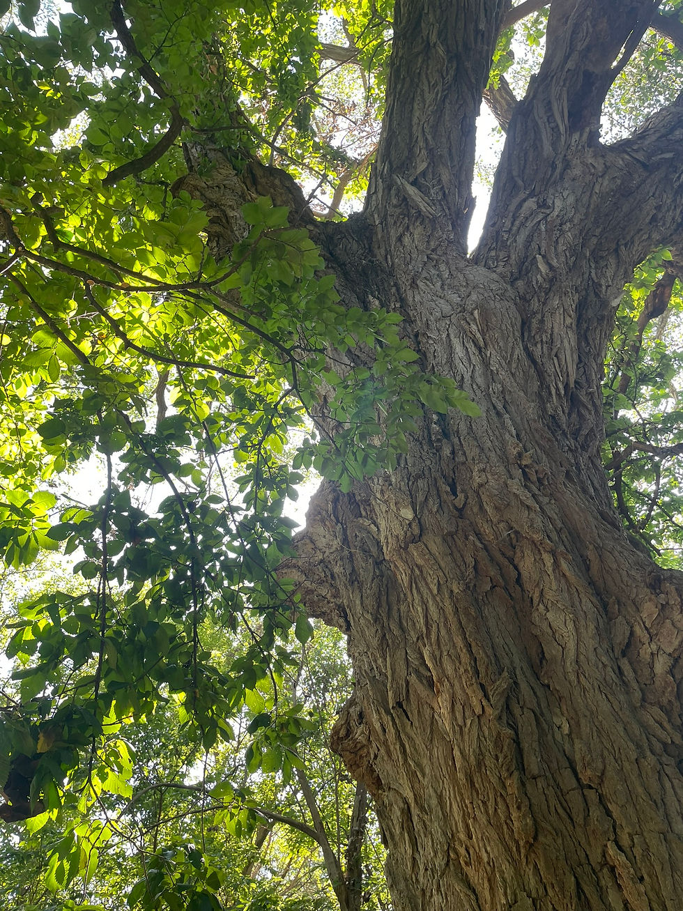 Looking up at a large tree trunk with textured bark and green leaves. Sunlight filters through the branches, creating a peaceful, natural setting.