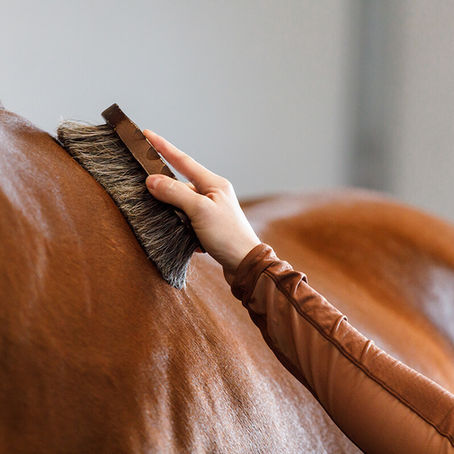 Wait... your horse can help me what?!