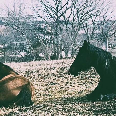 Who is in your Herd?