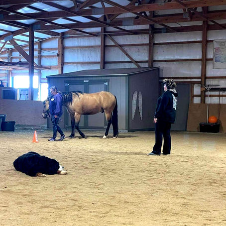 Equine Gestalt