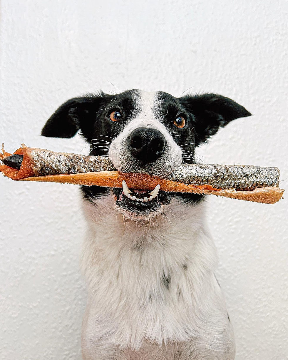 dog with a stick of salmon in its mouth