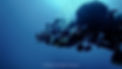 Diver Team.jpg
