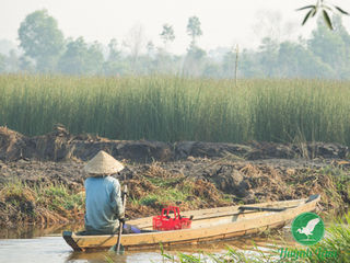 grass straw ống hút cỏ bàng huỳnh lâm