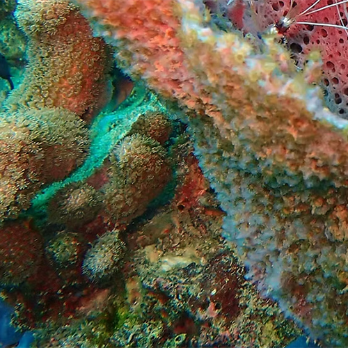 World Sponge Conference