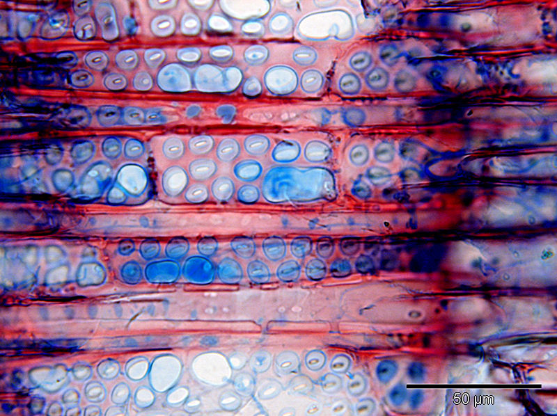 Detailed radial wood section of Cariniana micrantha, a tropical tree with two distinct types of vessel-ray pitting that only occurs in few families.
