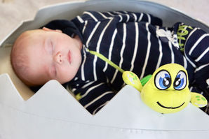 Naissance d'une petite tortue