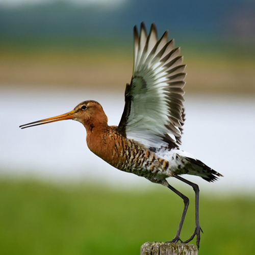 Smartest bird guide