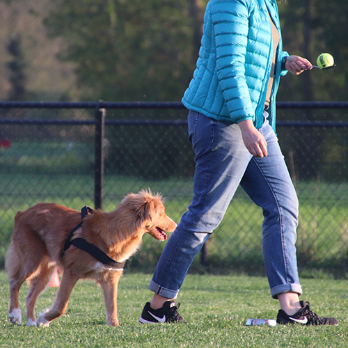 Dogs&Zo