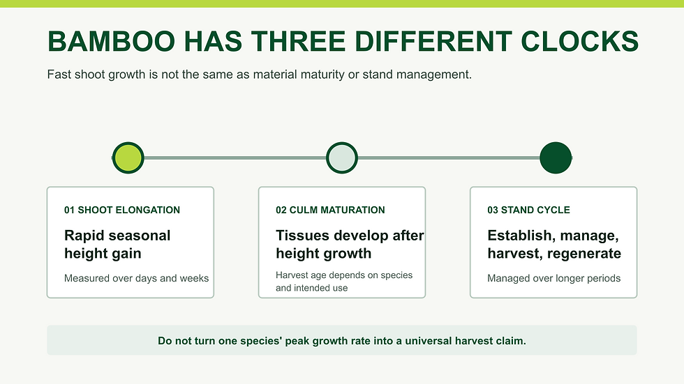 Three-part timeline distinguishing seasonal bamboo shoot elongation, culm maturation, and the longer stand management cycle.