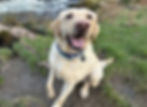 golden labrador