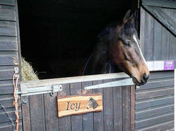 Horse Stable Sign, Hand Painted Stable Sign, Horse Name Plate