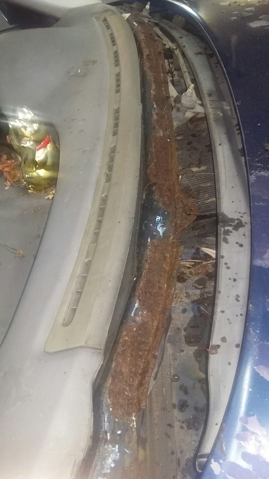 15977273_709231729251434_729539734116463539_n