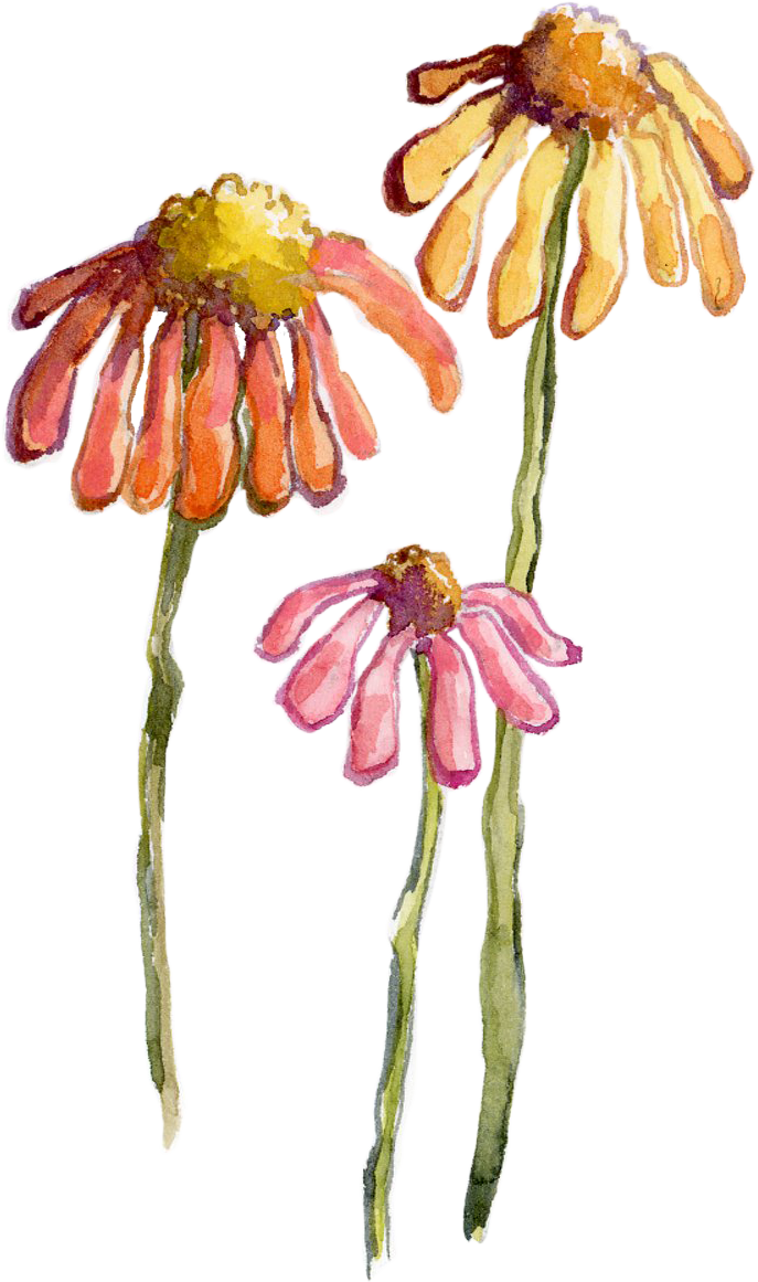 Wildflower D.png