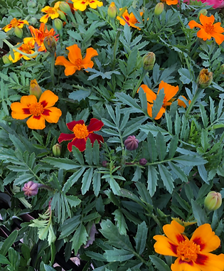 Bright yellow marigolds planted for fall in Fountain Hills AZ