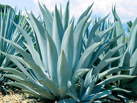 Designing a “Night Garden” in Arizona: Plants That Shine After Sunset