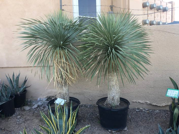 yucca rostrata verde valley nursery