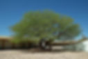 Chilean Mesquite 'Prosopis Chilensis' verde valley nursery