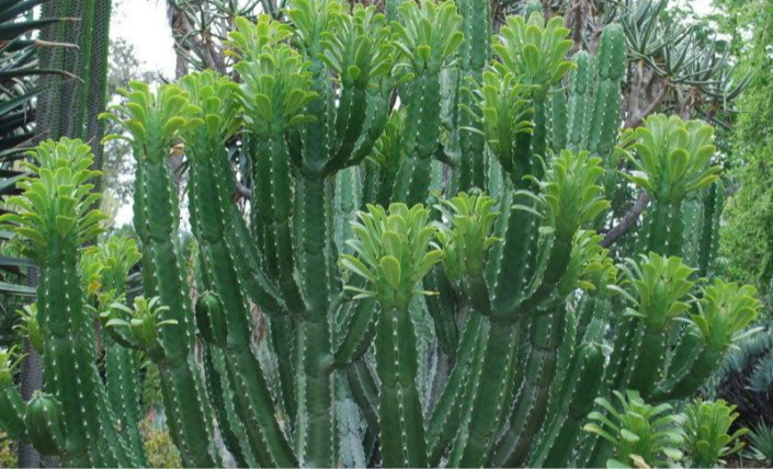 Euphorbia Royleana verde valley nursery