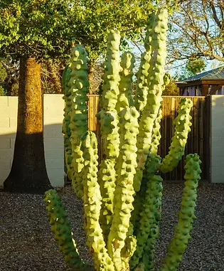 Totem Pole Cactus smooth column cactus.