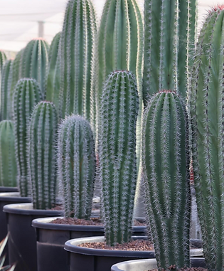 Mexican Giant columnar cactus for vertical landscape accents.
