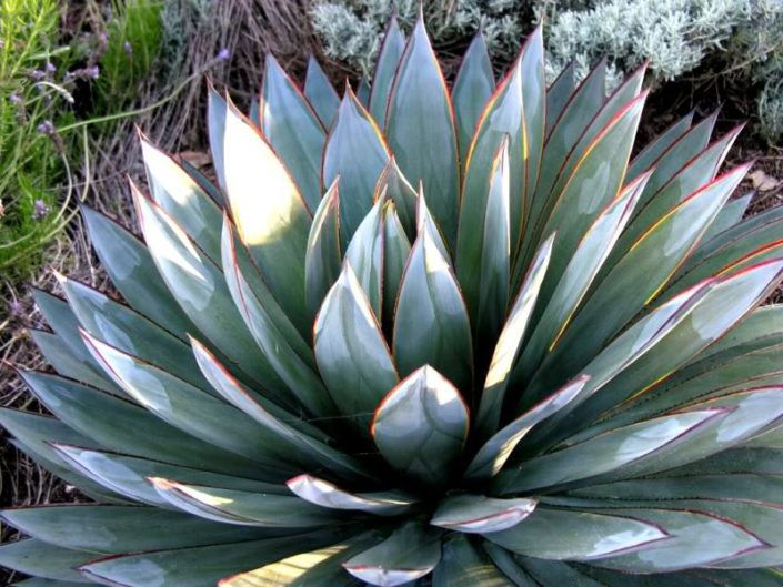 Blue Glow Agave verde valley nursery