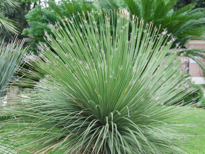Desert Spoon Yucca 'Daisylirion Wheeleri' verde valley nursery