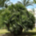 Mediterranean Fan Palm 'Chamaerops Humilis' verde valley nursery garden center fountain hills