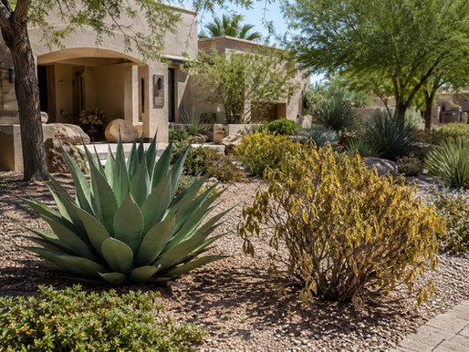 Close-up of black drip-irrigation lines in an Arizona gravel landscape, with a healthy green shrub in damp soil beside a wilted plant surrounded by dry, cracked soil.