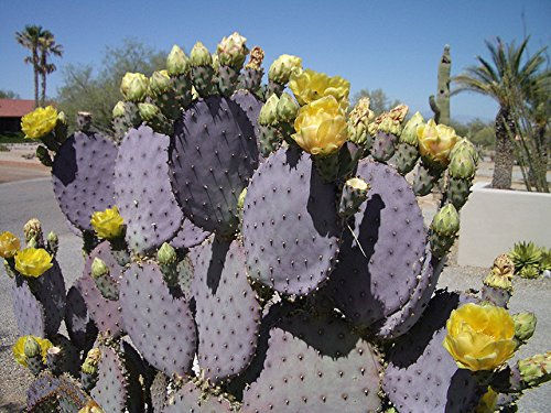 ree