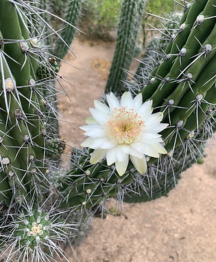 Toothpick cactus tall cactus with long white spines.
