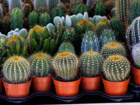 A vibrant collection of diverse cacti species in pots, showcasing different shapes and colors.