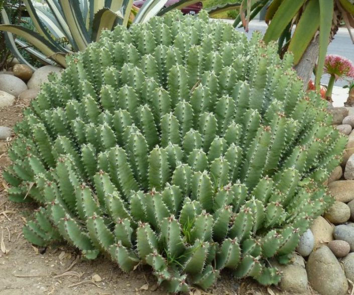 Moroccan Mound 'Euphorbia Resinfera' verde valley nursery